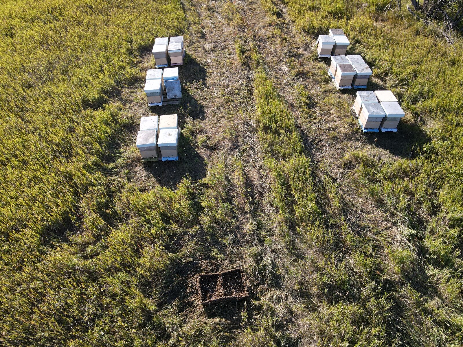 Hive boxes on six pallets in two rows on rough prairie grass, seen from directly above, with an empty pallet beside them.