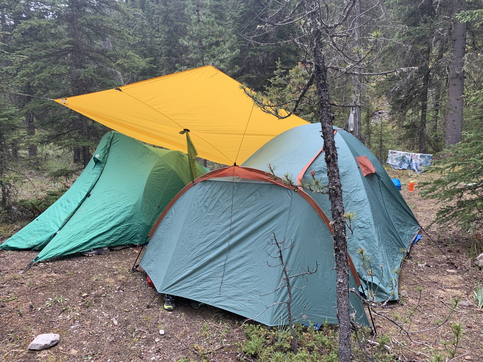 Backcountry camp tents in spruce forest