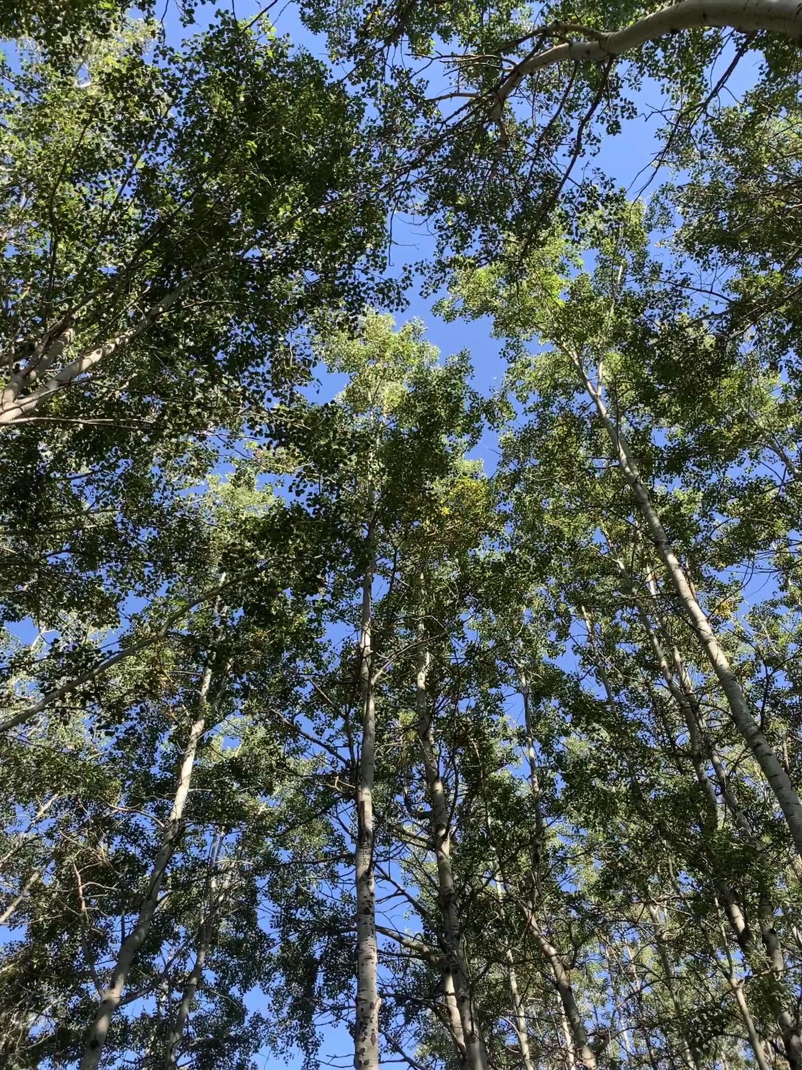 Aspen canopy from above, golden hour