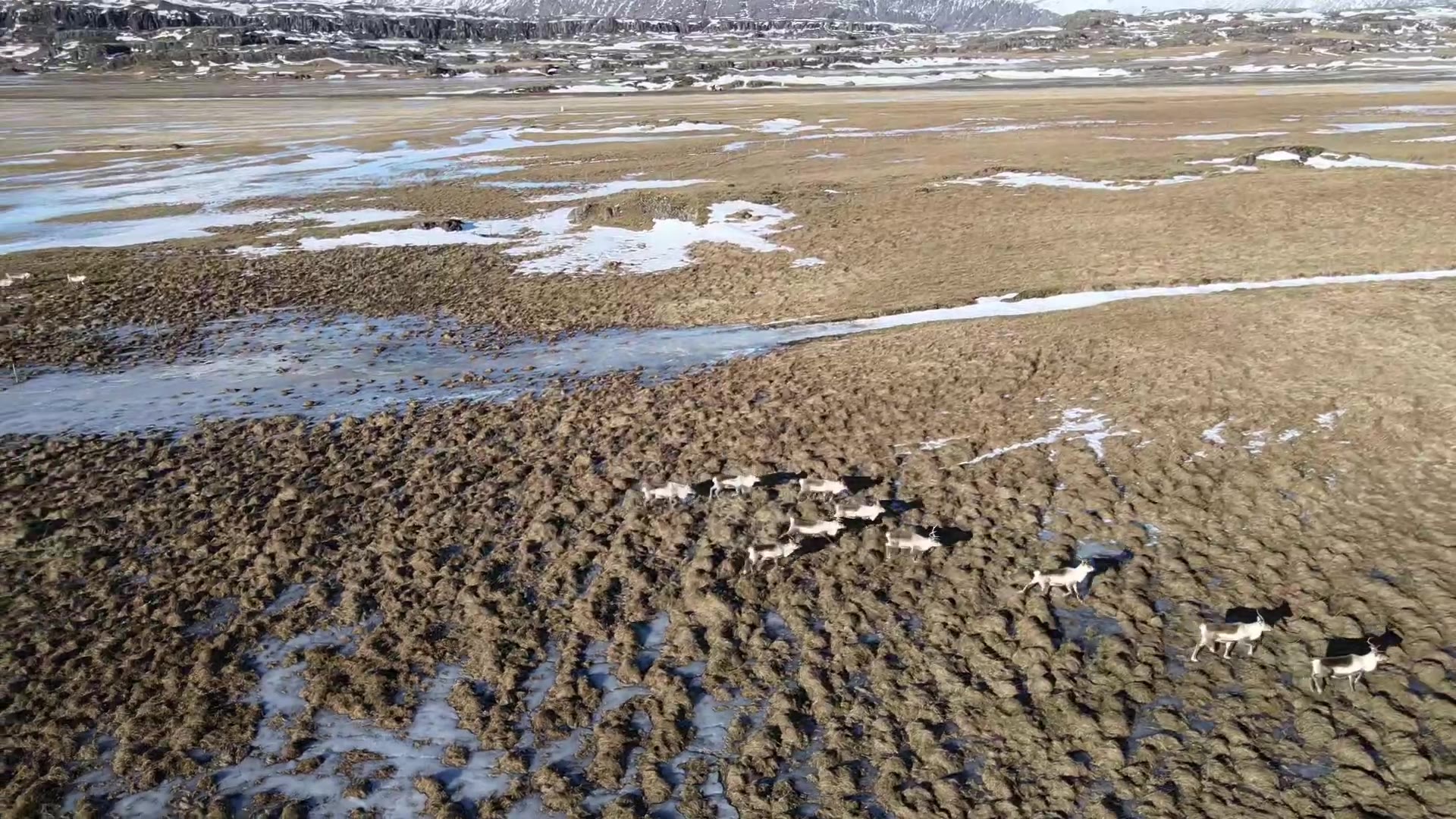 Reindeer herd crossing Icelandic moorland, aerial